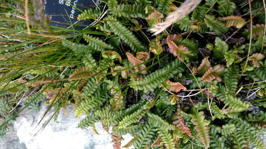 Blechnum penna-marina plantplacesimage20151228_121312.jpg