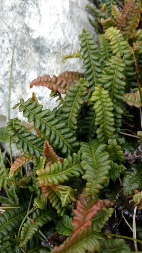 Blechnum penna-marina plantplacesimage20151228_121333.jpg