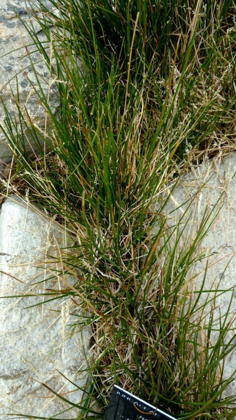 Juncus scheuchzeroides plantplacesimage20151228_121546.jpg