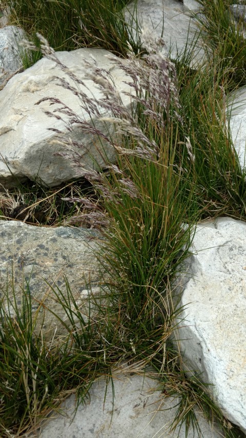 Juncus scheuchzeroides plantplacesimage20151228_121602.jpg