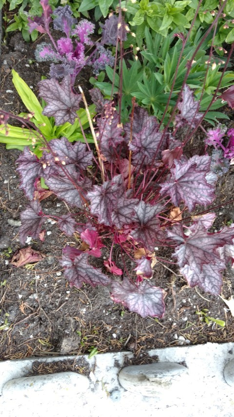 Heuchera sanguinea plantplacesimage20151228_162110.jpg