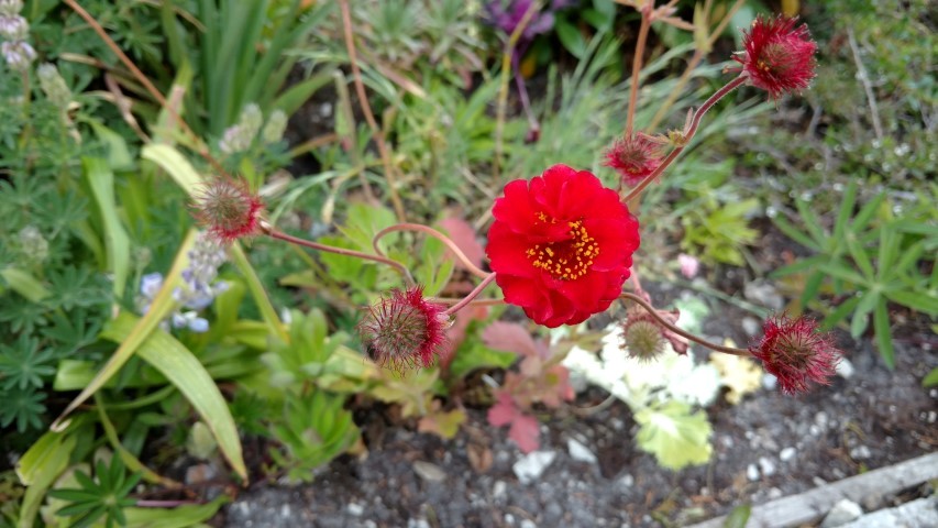 Acaena magellanica plantplacesimage20151228_162321.jpg