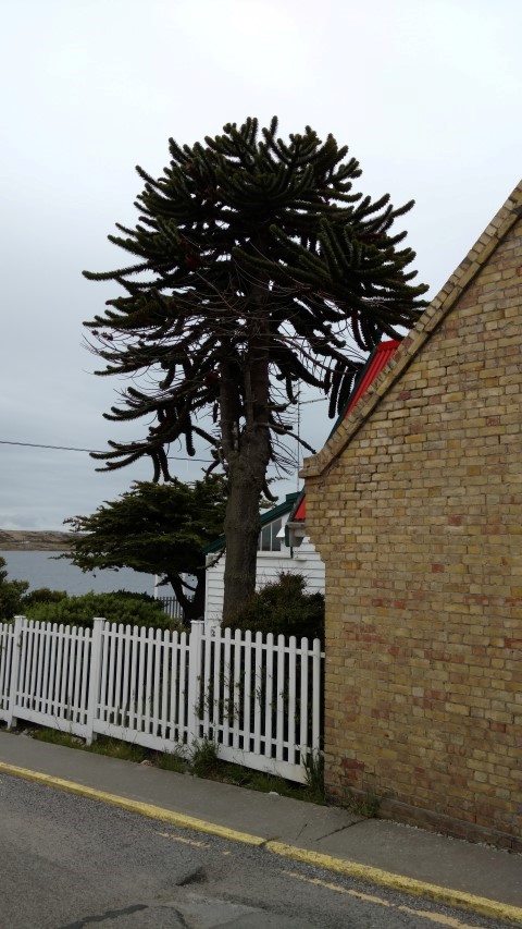 Araucaria araucana plantplacesimage20151228_162835.jpg