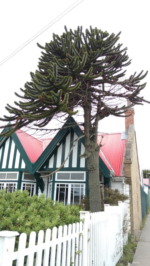 Araucaria araucana plantplacesimage20151228_162901.jpg