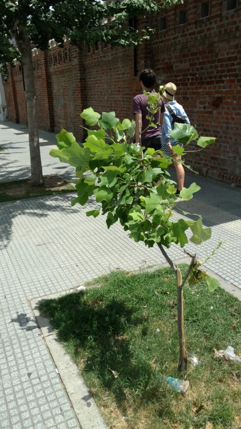 Liriodendron tulipifera plantplacesimage20151231_135437.jpg