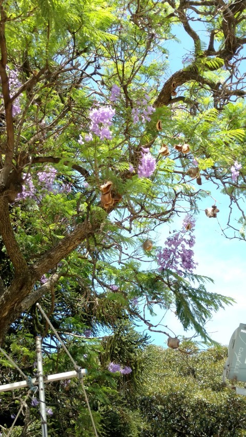 plantplacesimage20151231_141548.jpg