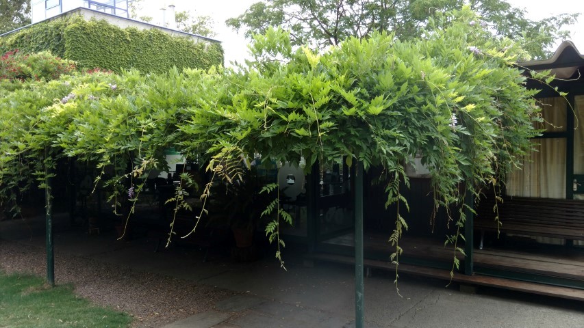 Wisteria floribunda plantplacesimage20160101_101713.jpg