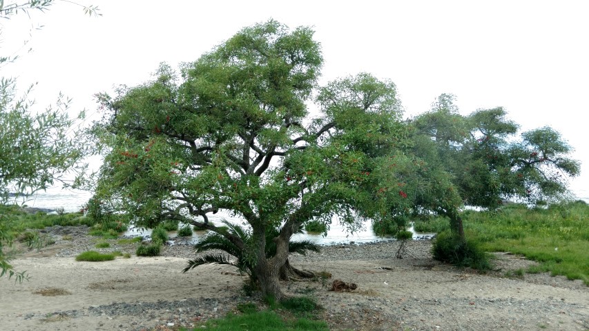 plantplacesimage20160101_103428.jpg
