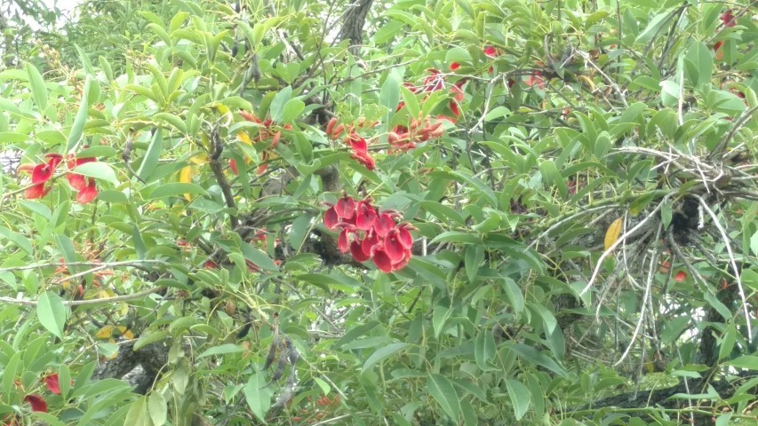 plantplacesimage20160101_103506.jpg
