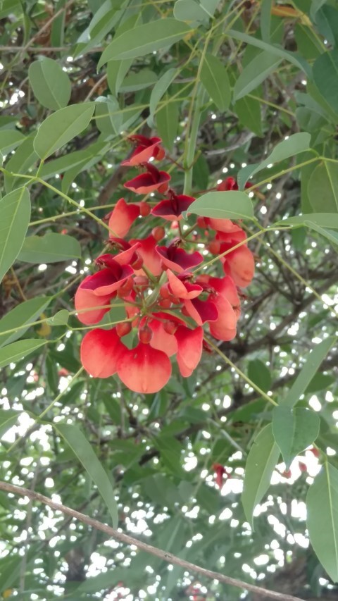 plantplacesimage20160101_103600.jpg