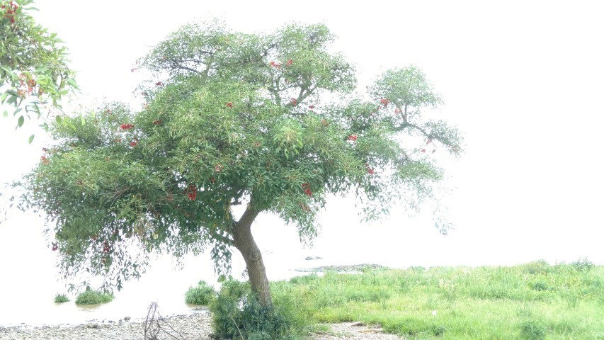 plantplacesimage20160101_103621.jpg