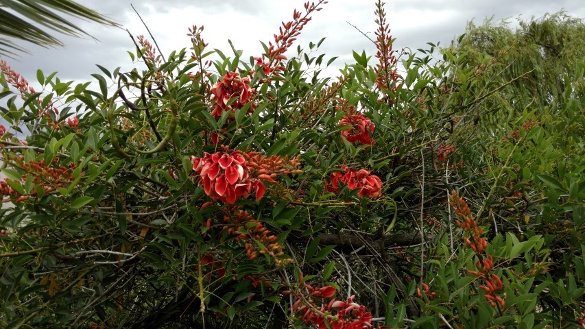 plantplacesimage20160101_110808.jpg