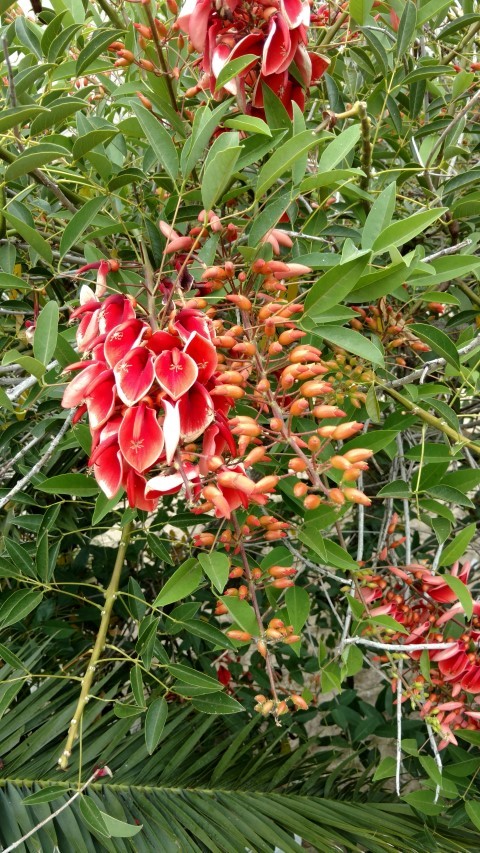 plantplacesimage20160101_110842.jpg