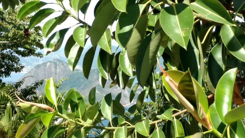 Ficus elastica plantplacesimage20160104_143111.jpg