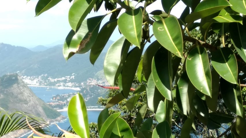 Ficus elastica plantplacesimage20160104_143130.jpg