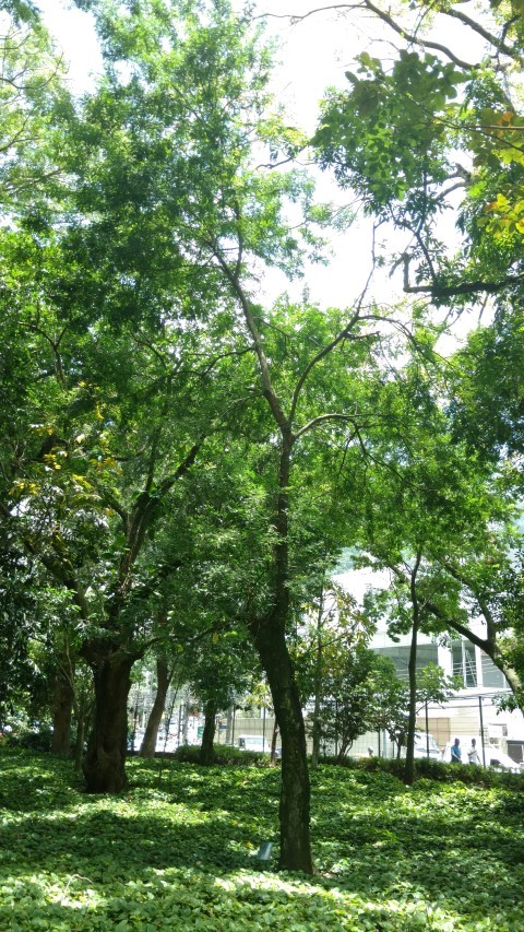 Gleditsia amorphoides plantplacesimage20160105_115127.jpg