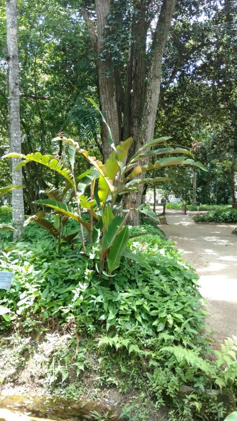 Heliconia metallica plantplacesimage20160105_120553.jpg