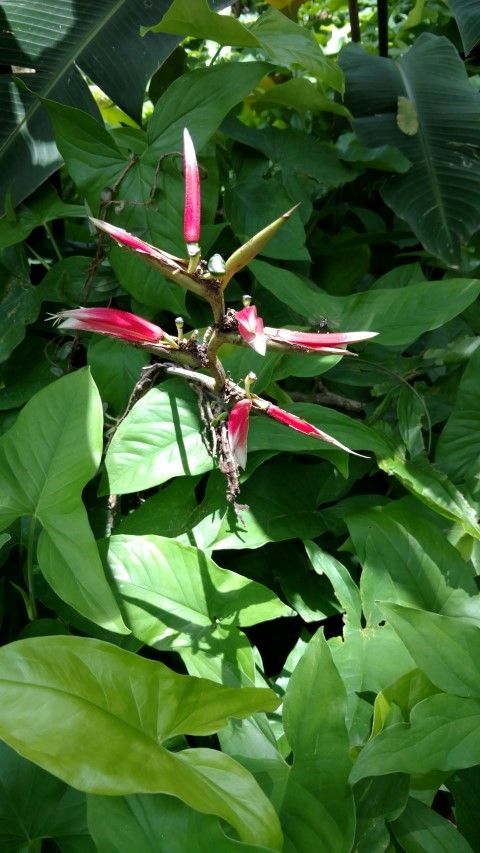 Heliconia metallica plantplacesimage20160105_120616.jpg