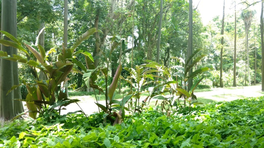 Heliconia metallica plantplacesimage20160105_120631.jpg