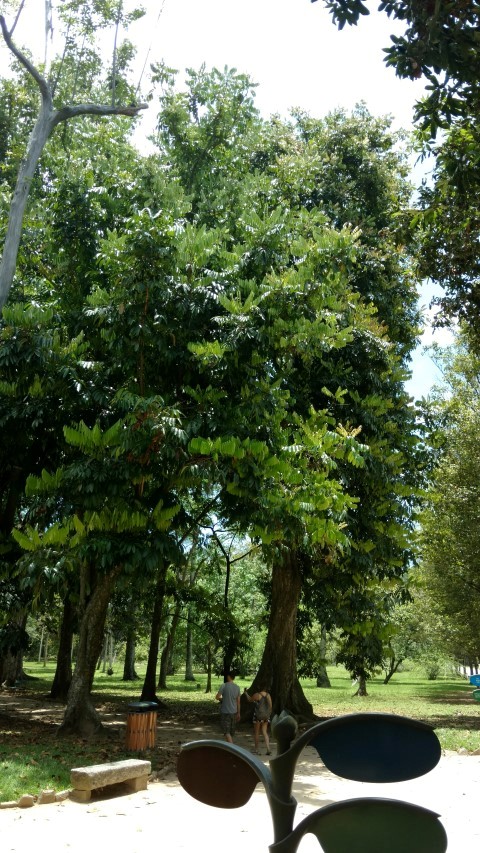 Carapa guinariensis plantplacesimage20160105_121132.jpg