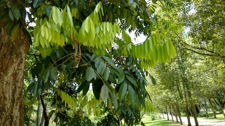 Carapa guinariensis plantplacesimage20160105_121148.jpg