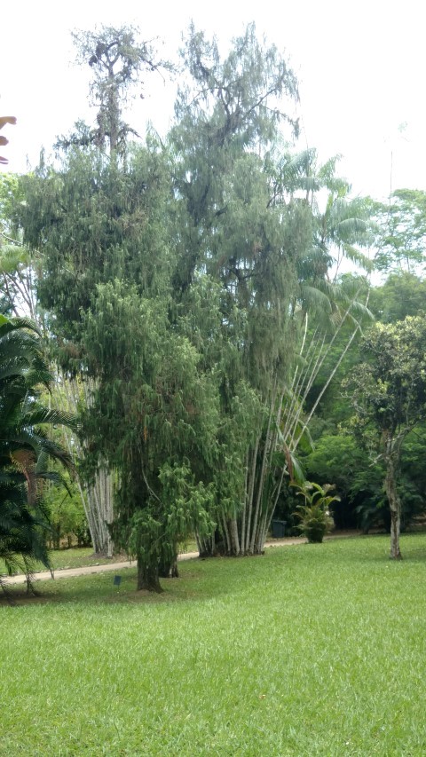 Cupressus funebris plantplacesimage20160105_123055.jpg