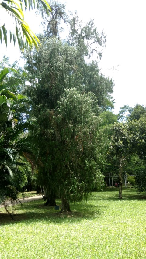 Cupressus funebris plantplacesimage20160105_123118.jpg