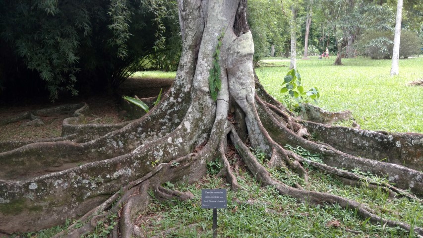 Ficus clusiifolia plantplacesimage20160105_124404.jpg