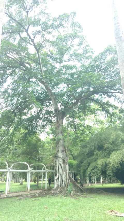 Ficus clusiifolia plantplacesimage20160105_124439.jpg