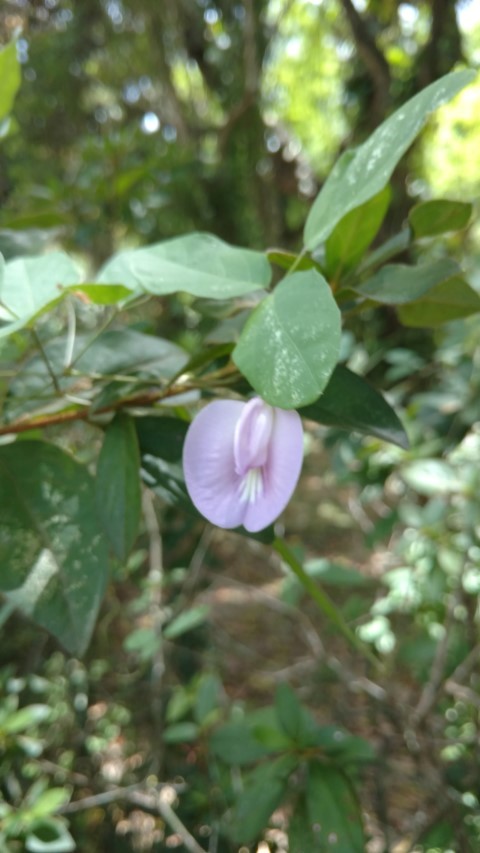 Rhododendron simsii plantplacesimage20160105_124825.jpg