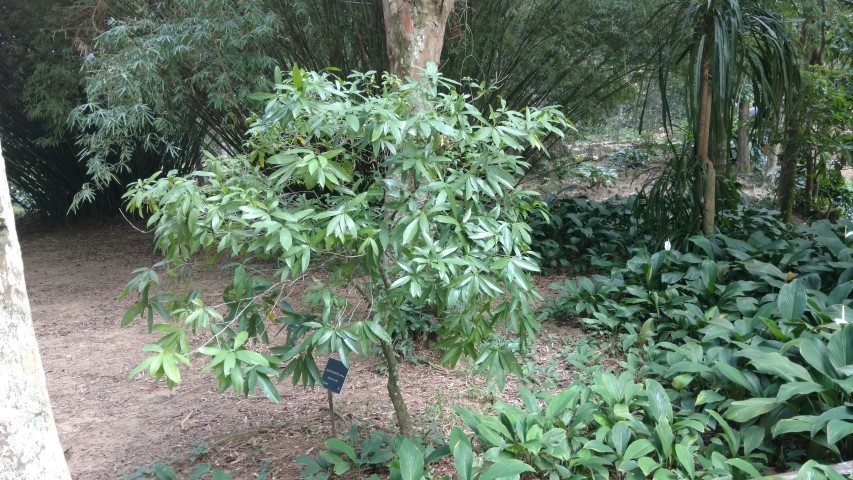 Amphirrhox longifolia plantplacesimage20160105_130036.jpg