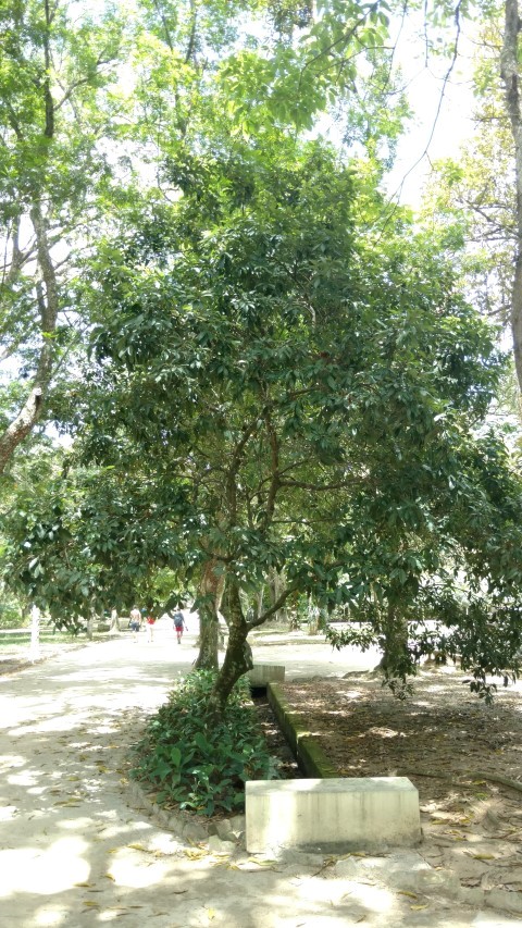 Litchi chinensis plantplacesimage20160105_130359.jpg