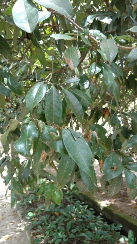 Litchi chinensis plantplacesimage20160105_130424.jpg