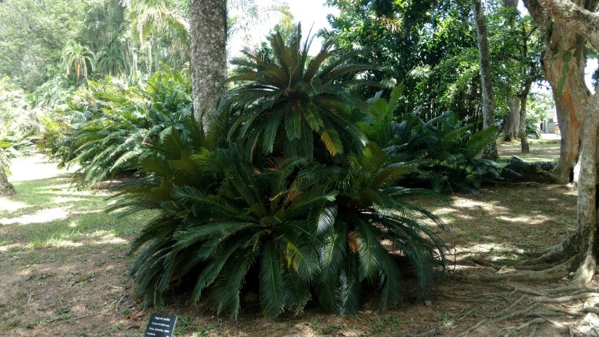 Cycas revoluta plantplacesimage20160105_130528.jpg