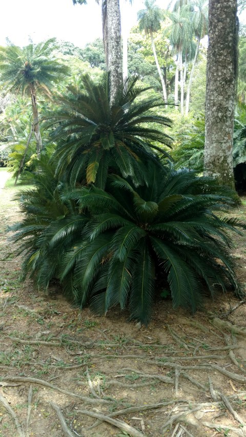 Cycas revoluta plantplacesimage20160105_130540.jpg