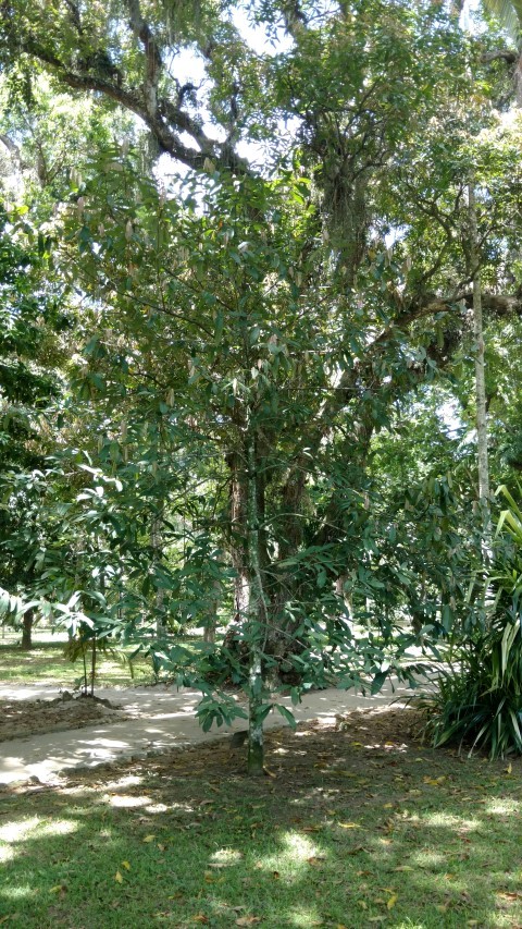 Theobroma grandiflorum plantplacesimage20160105_132413.jpg