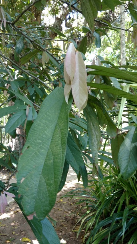 Theobroma grandiflorum plantplacesimage20160105_132428.jpg