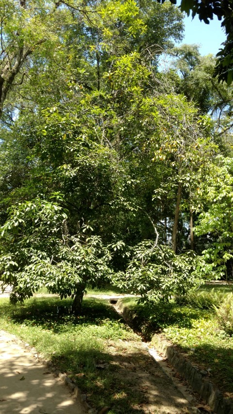 Cola acuminata plantplacesimage20160105_132737.jpg