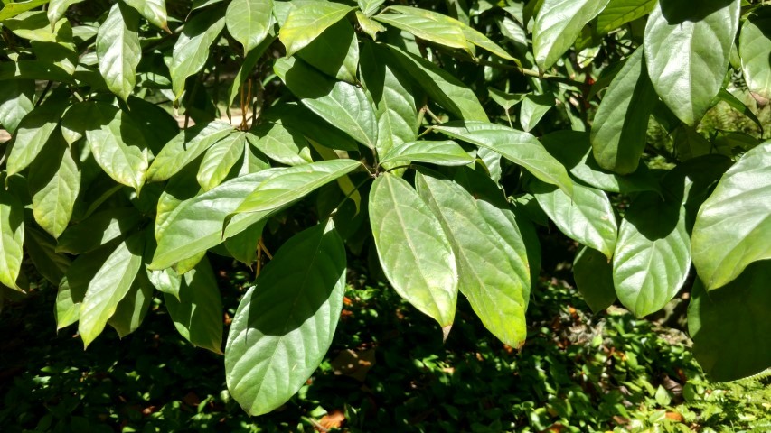 Cola acuminata plantplacesimage20160105_132751.jpg