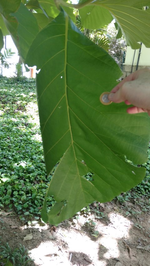 Cola acuminata plantplacesimage20160105_132905.jpg