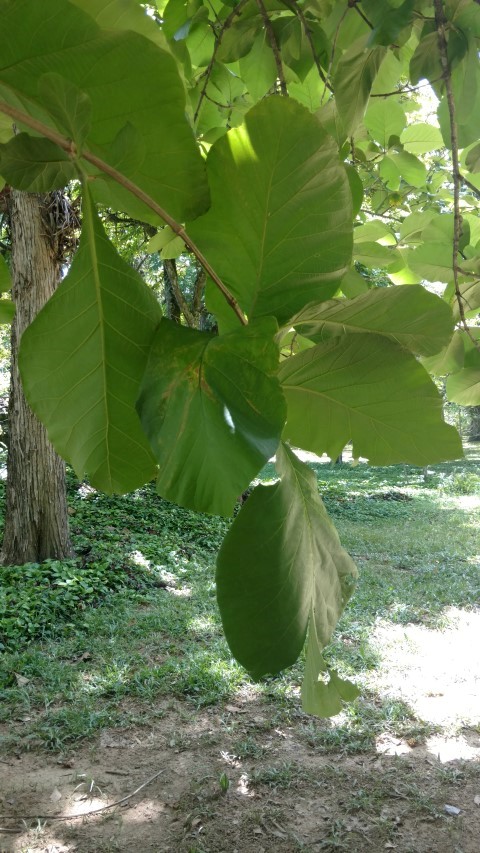 Cola acuminata plantplacesimage20160105_133019.jpg