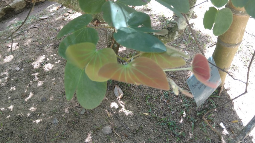 Bauhinia radiata plantplacesimage20160105_133601.jpg