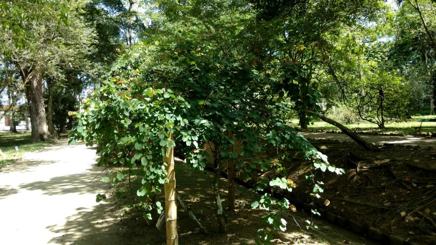 Bauhinia radiata plantplacesimage20160105_133627.jpg