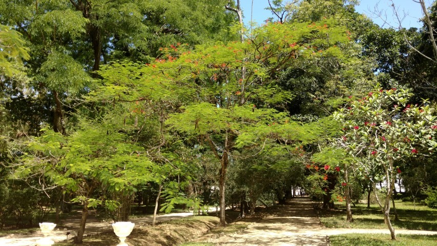 Delonix regia plantplacesimage20160105_133801.jpg