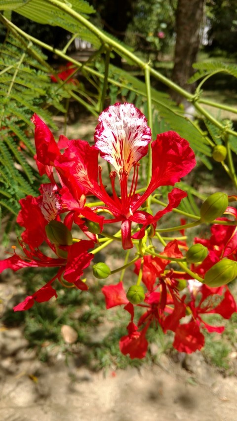 Delonix regia plantplacesimage20160105_133827.jpg