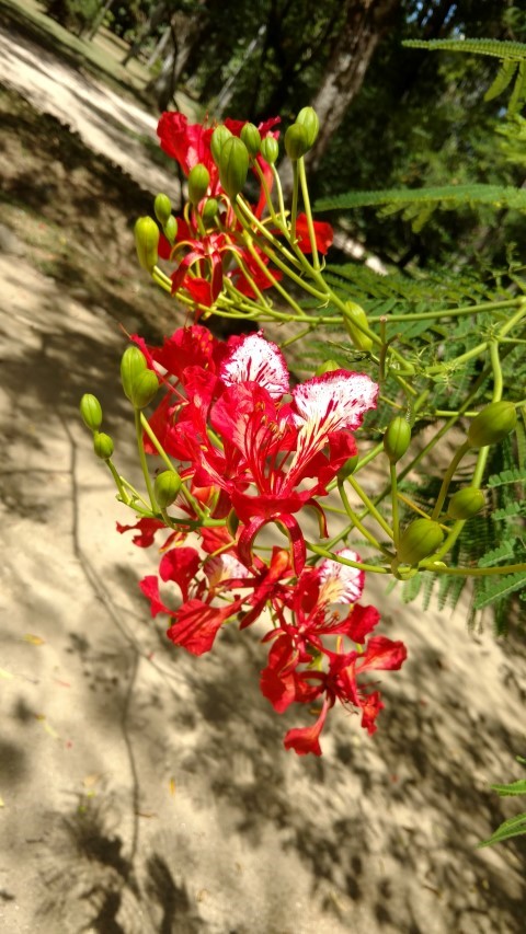 Delonix regia plantplacesimage20160105_133844.jpg