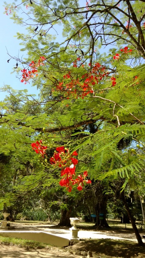 Delonix regia plantplacesimage20160105_133900.jpg