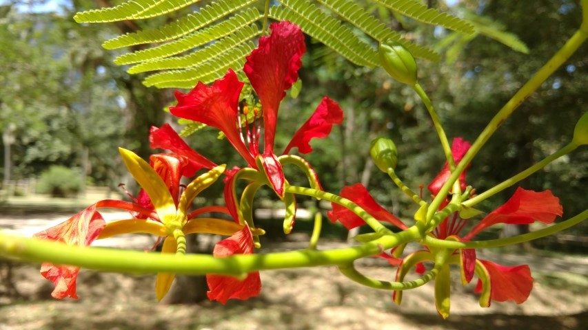 Delonix regia plantplacesimage20160105_133913.jpg