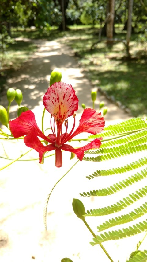 Delonix regia plantplacesimage20160105_133936.jpg