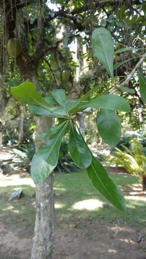 Crescentia cujete plantplacesimage20160105_134909.jpg